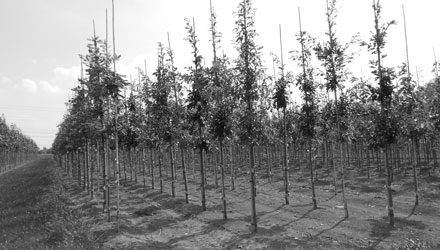 over-ons-bomen over-ons-bomen