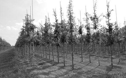 over-ons-bomen over-ons-bomen