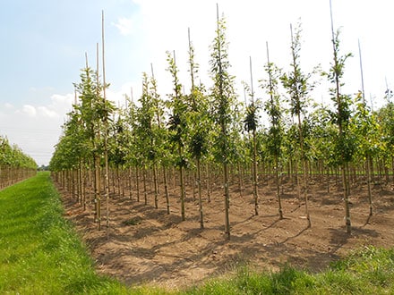 volle-grond-teelt